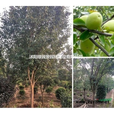 沭阳绿园景园林苗木基地供应品种睡莲/图片/产地直销/批发价格