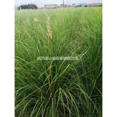 浙江托盘佛甲草 萧山佛甲草 杭州佛甲草介绍/特征/用途