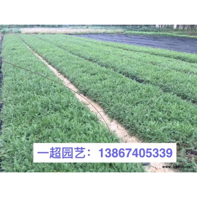丰花月季 精品丰花月季小苗 丰花月季小杯苗 丰花月季毛球