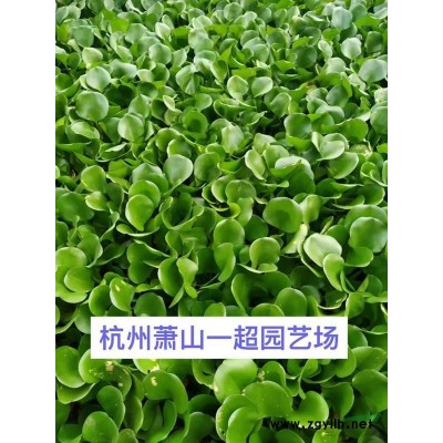 八仙花 八仙花小苗 八仙花小杯 大杯