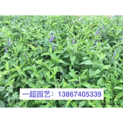 美人蕉行情/美人蕉批发/花叶美人蕉 浙江花叶美人蕉基地价格