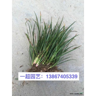 菹草 菹草产地直销 菹草价格