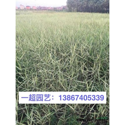 再力花，再力花，供应水生植物再力花，再力花价格
