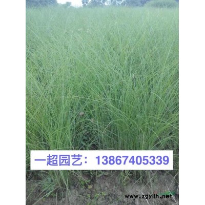 玉簪，青叶玉簪，花叶玉簪，金边玉簪品种规格*