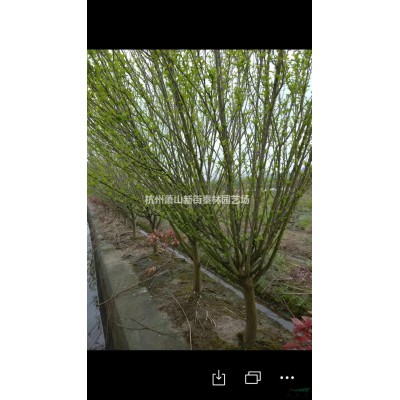 浙江供应大杯水果兰 萧山大杯水果兰 杭州大杯小杯苗 规格*