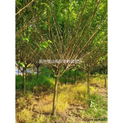 大桶水果兰 大杯水果兰 萧山杯苗农户直销