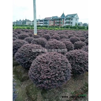 浙江小叶栀子小杯 杭州小叶栀子杯苗 哪里好/哪家便宜