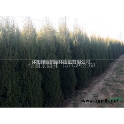供应红叶小波球基地图片/供应红叶小波球基地报价