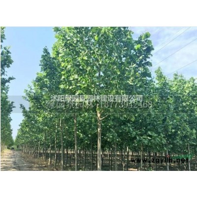 沭阳绿园景园林苗木基地供应/青皮垂柳/图片/规格*价格直销
