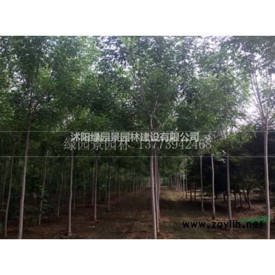 丛生榆叶梅沭阳绿园景园林苗木基地供应/价格行情/图片产地直销