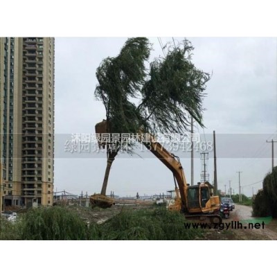 沭阳绿园景园林产地供应北京桧批发/图片/基地直销/价格