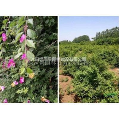 低价供应高度40—500公分蜀桧基地直销/蜀桧江苏直销基地