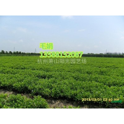 供应结香各规格球类 小苗以及小毛球