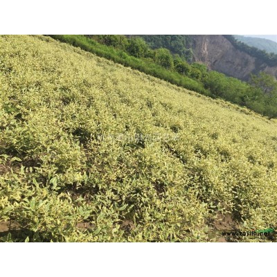 供应南天竹色块苗 小毛球 以及篱笆苗 柱子苗