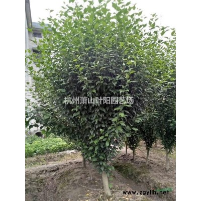 金禾女贞小杯苗 毛球 精品球类 大小规格柱子