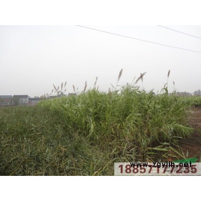 常夏石竹供应/常夏石竹图片