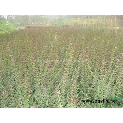 供应40公分金焰绣线菊价格 金焰绣线菊产地直销 规格*