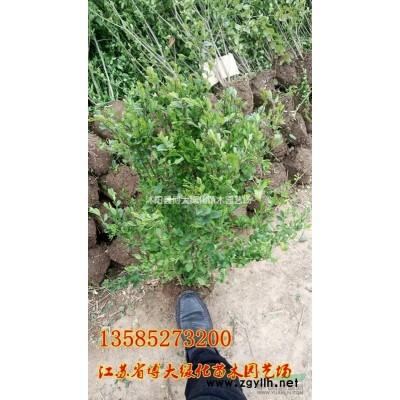 紫薇价格 10公分紫薇价格 8公分紫薇价格 规格*