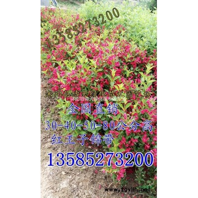 红花醡浆草批发供应，红花草价格，红花酢浆草价格