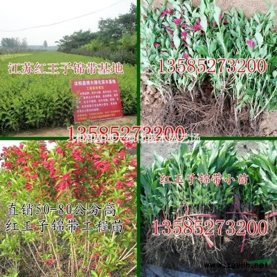 销售小叶扶芳藤长度40-50公分，爬藤植物，厂家直销