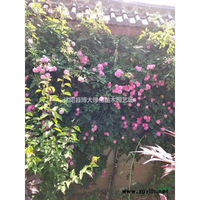 供应广玉兰小苗高度100-150公分，紫玉兰小苗，白玉兰小苗