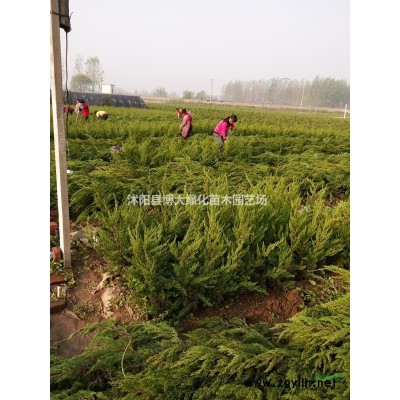 塔柏球价格 蜀桧球价格 桧柏球价格 基地直销 绿化苗木价格