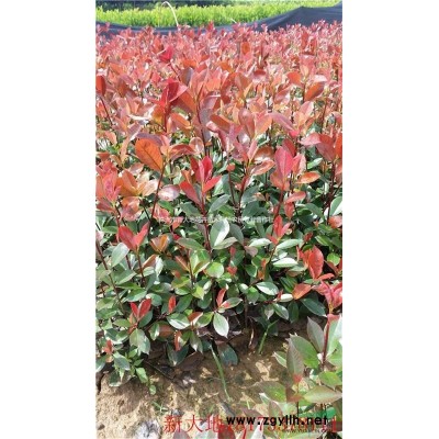湖南桂花，精品桂花，移栽桂花，18公分桂花树价格