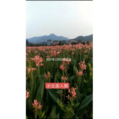 小叶扶芳藤地苗：青叶长春滕：花叶曼长春地苗：小杯苗