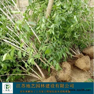常年出售丛生大叶女贞_丛生女贞大叶女贞图片_丛生大叶女贞产地