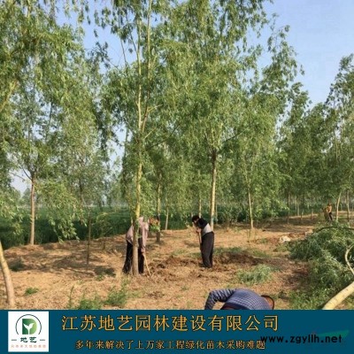 供应高度40公分、80公分、1.2m红王子锦带