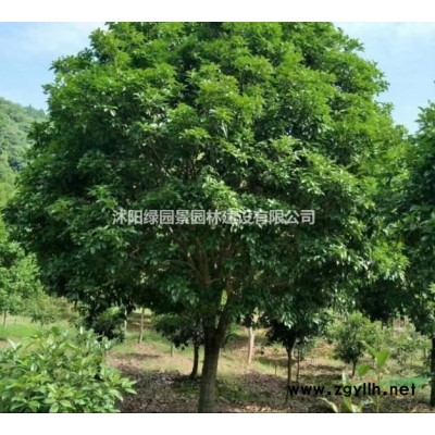 江苏供应米径3--20公分紫花泡桐价格规格*
