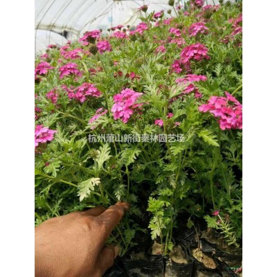 浙江供应红花继木大杯 红花继木小杯规格*