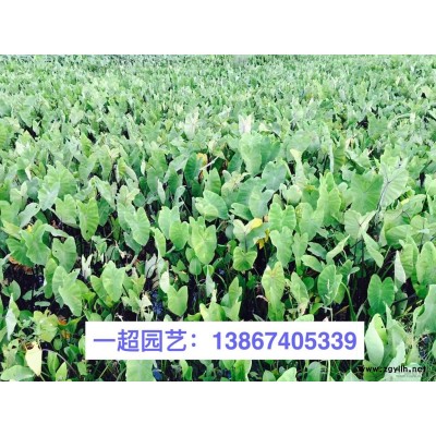 红果金丝桃