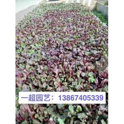 秋英 秋英种子 秋英小杯苗 秋英盆栽 各种盆栽规格*