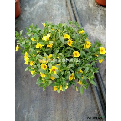 大小规格龟甲小杯 浙江龟甲小杯 基地