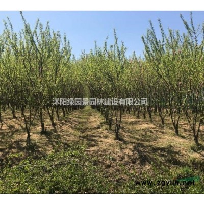 江苏供应红帽月季基地图片/红帽月季价格规格*