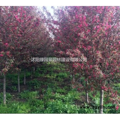 江苏供应法国梧桐、悬铃木、三球悬铃木基地直销介绍/特征/用途