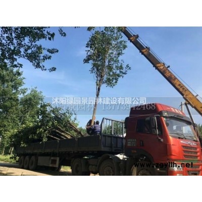 北京栾树基地/北京栾树价格图片/北京栾树基地/北京栾树价格报价