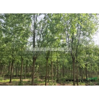 江苏百日红哪家好/沭阳绿园景园林苗木基地批发/价格直销/图片