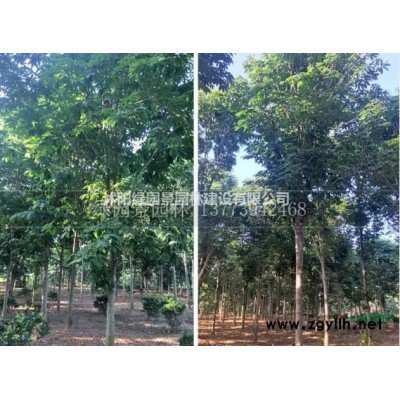 沭阳绿园景园林苗木基地/供应/慈姑/图片/产地直销/批发价格