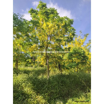 优质特价福建凤凰木 多分叉大凤凰木 漳州凤凰木产地直销