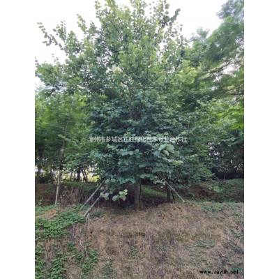 福建蓝花楹 1米多分叉蓝花楹 蓝花楹基地批发/供应