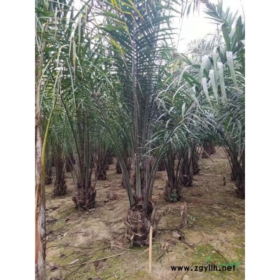 优质特价福建皇后葵 漳州皇后葵价格 低价皇后葵农户产地直销