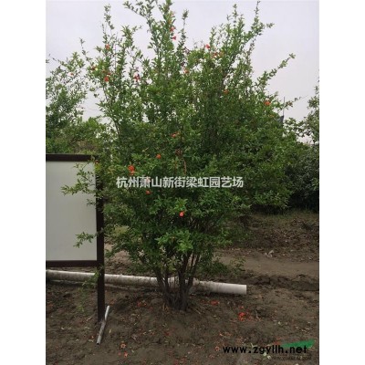 阔叶十大功劳，2020年阔叶十大功劳价格