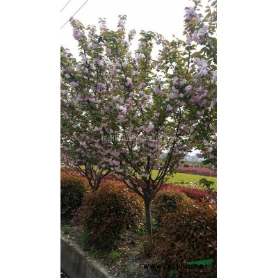 紫薇，紫薇供应，2020年紫薇价格，萧山紫薇低价格