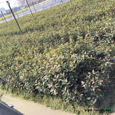 供应八角金盘小杯 大杯 及各规格球类