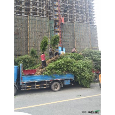 供应H50-300法青 青珊瑚 篱笆苗