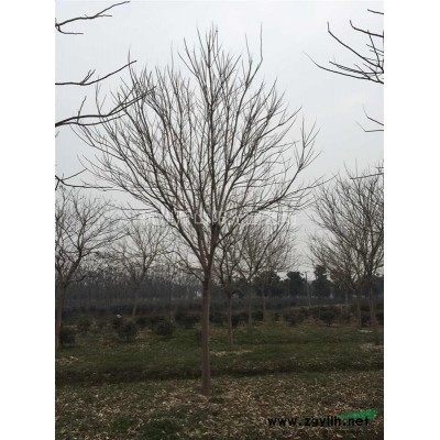 黄馨色块苗 毛球 及球类