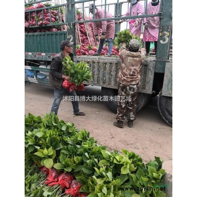 5公分大叶女贞价格 6公分大叶女贞价格 绿化工程苗木