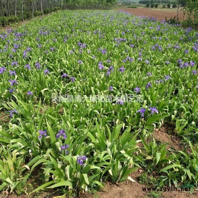 蜀桧，1米蜀桧价格，蜀桧苗产地 规格*